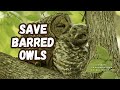 SAVE BARRED OWLS (Barred Owl Documentary)