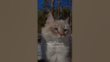 📖 سورة الكوثر |🎙عبدالرحمن مسعد