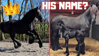 Seeing the foal for the first time | Queen👑Uniek wants to go inside | Friesian Horses