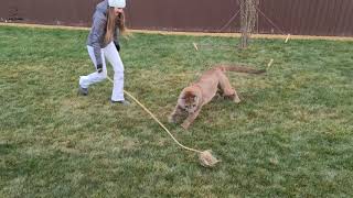 Cougar Messi trains hunting