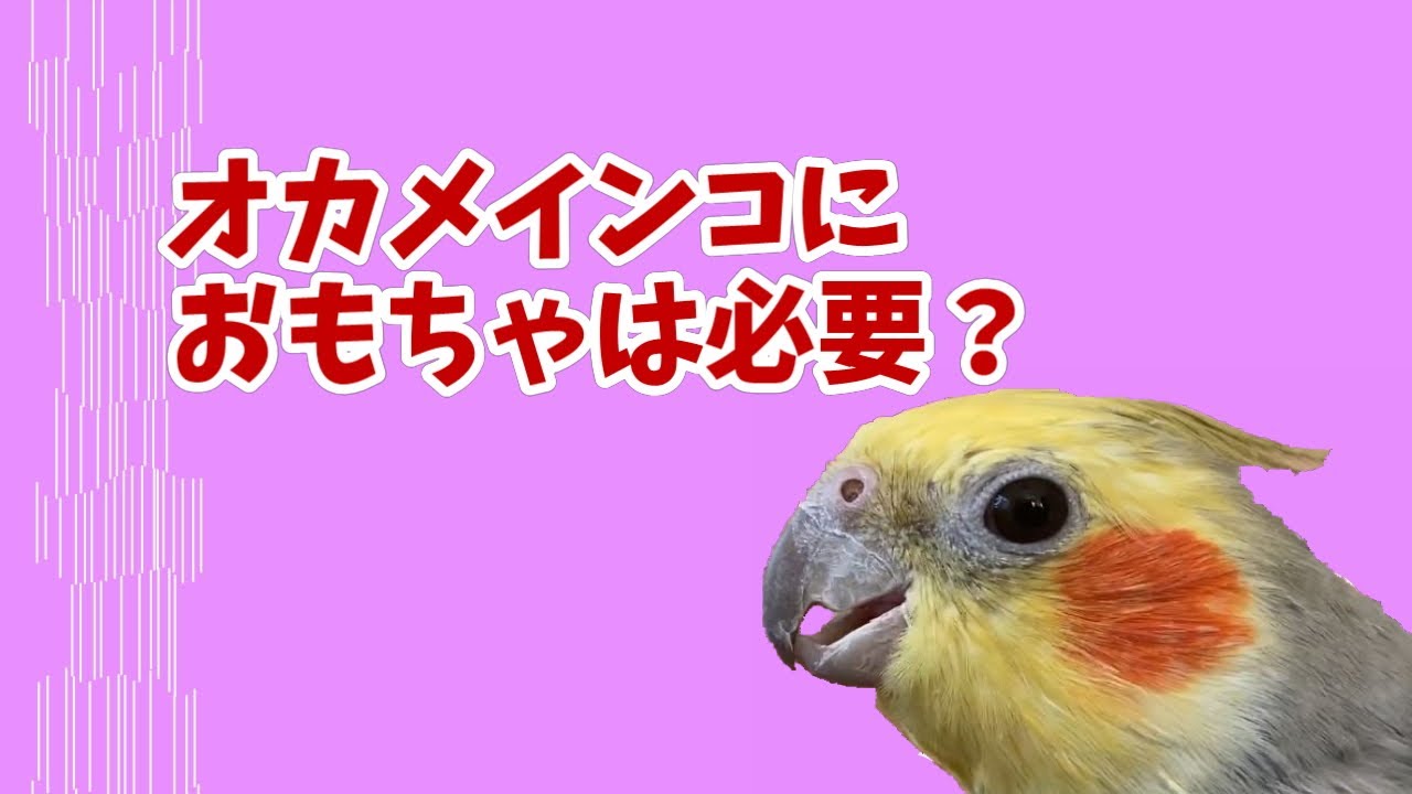 オカメインコ おもちゃは必要 Youtube オカメインコ おもちゃは必要 Youtube