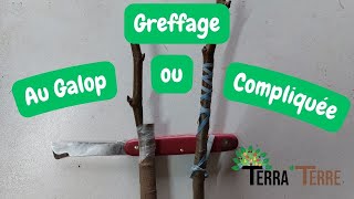 Greffe à l'Anglaise compliquée et Anglaise Compliquée au galop - Comment greffer un arbre fruitier?