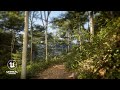 Cinematic Forest Scene | Unreal Engine 5 [4K]