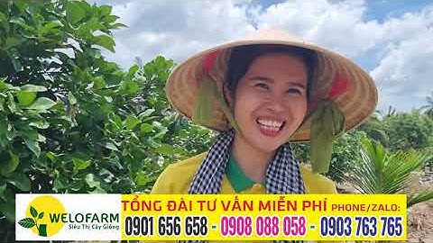 Hướng dẫn làm bông bưởi Ruby