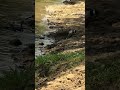 cutest birds captured riverside nature's mind relaxation sound captured nature's beutifull vibes