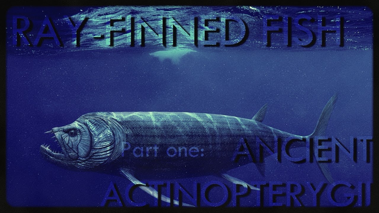 How Do Ray-Finned Fish Keep From Sinking