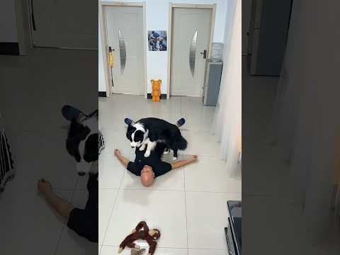 The Amazing Feat of a Loyal Dog 😱❤️