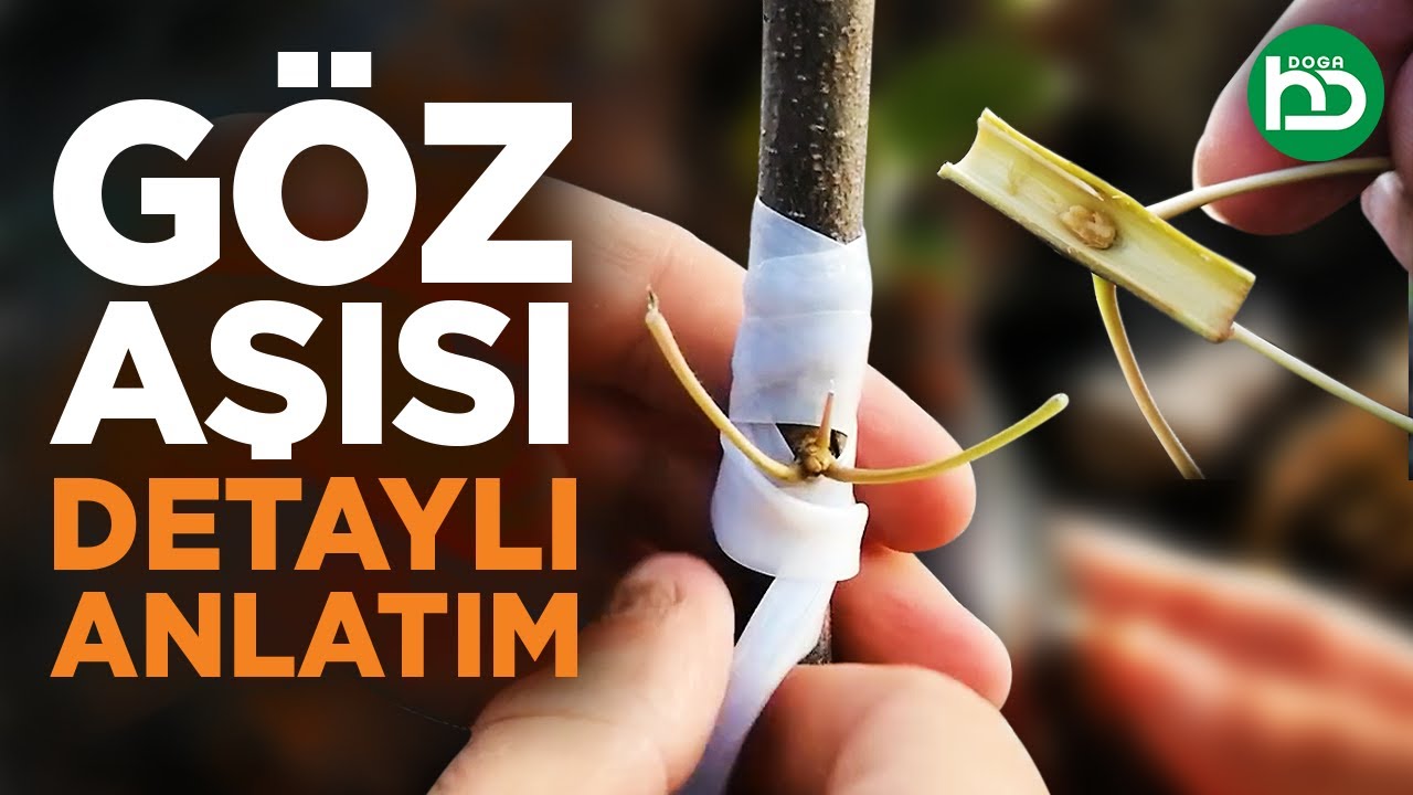 Goz Asisi Zamani Yapilisi Cesitleri Puf Noktalari How To Graft Fruit A Tree Detayli Anlatim Youtube Gozler Youtube Saglik