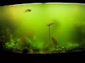 10 Types of Algae Commonly Found In Planted Aquariums and How to Control It