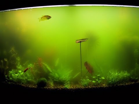 types of algae in planted aquarium