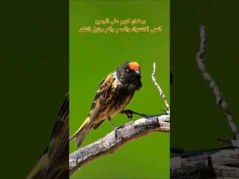 طائر البسبوس الكد الاسود ذو الطبره الحمراء اشتراك New اكسبلور