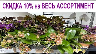 🌸 СКИДКА 10% на ОРХИДЕИ! 18.10.23 а так же на комнатные растения из Голландии. Купить орхидею