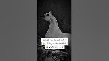 #تلاوة_خاشعة #المصحف #فارس_عباد #لايك #اكسبلور #تيك_توك