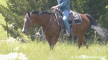 Smart Lectric Style - trail riding! - ValleyViewRanch.net