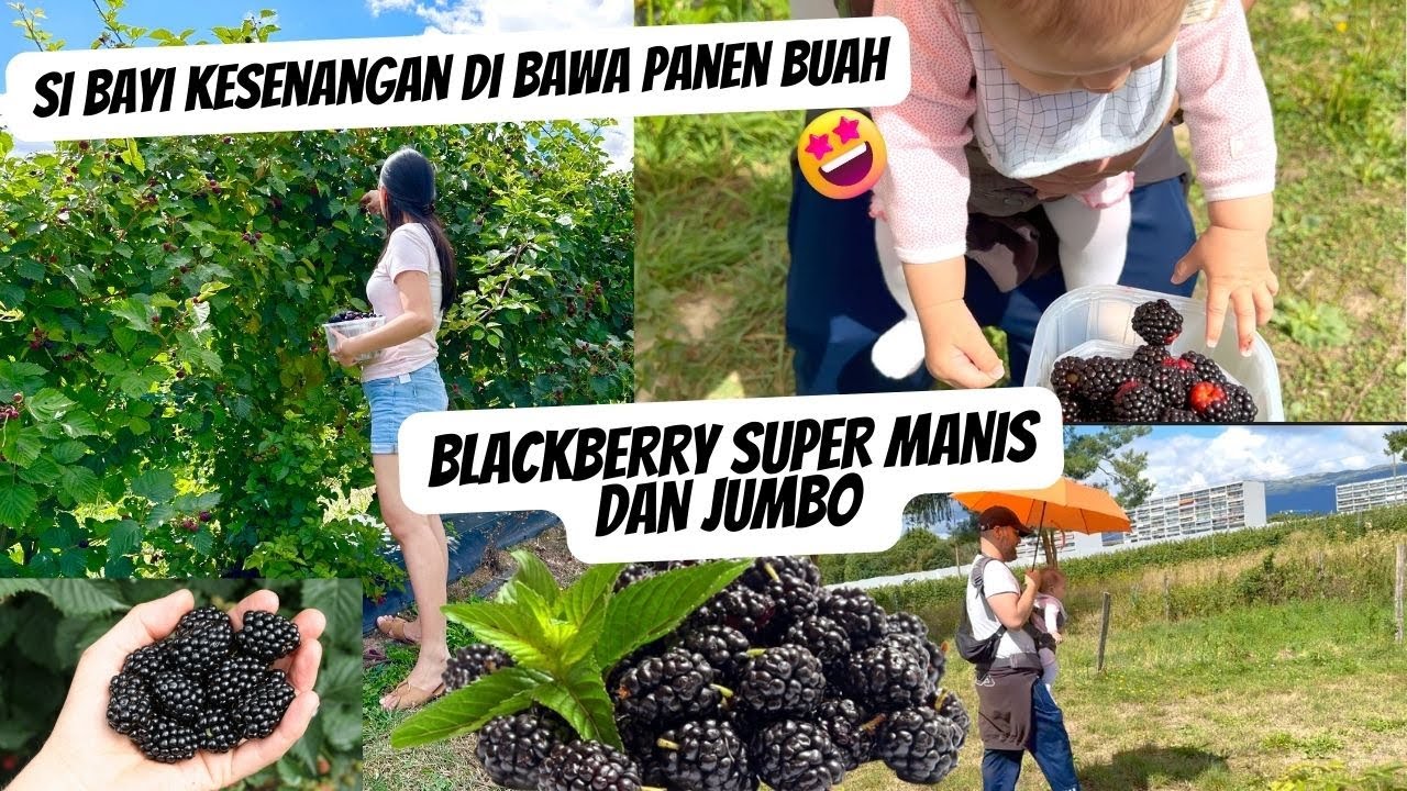 AKHIRNYA PANEN BLACKBERRY PREMIUM LAGI DI PERKEBUNAN SWISS
