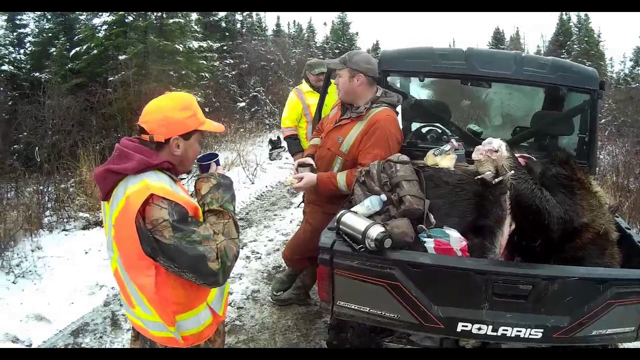MOOSE HUNTING 2016 YouTube