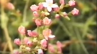 Золототысячник уменьшает кислотность Золототысячник уменьшает кислотность