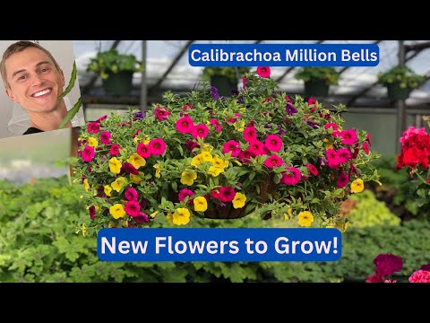 Vídeo: Calibrachoa Care - Como Cultivar e Cuidar da Flor de Milhão de Sinos