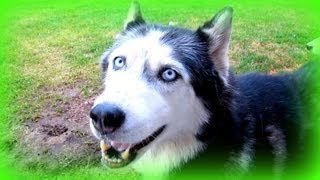 How long do Siberian Huskies live for? Fan Friday #67