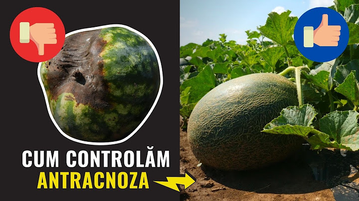 Soluția Syngenta la antracnoza la pepenele verde și mana la pepenele galben
