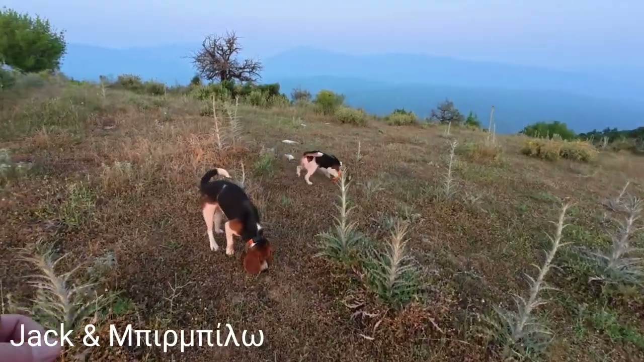 Beagle Μαθήματα (7). Beagle Lessons.