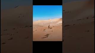 Desert Chase Gone Wrong 🦅🐇 Falcon vs Rabbit in a Brutal Survival Battle  #viralvideo