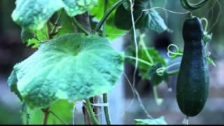 Cucumber Free HD stock footage