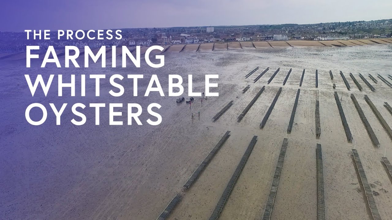 Farming Whitstable Oysters The Process YouTube
