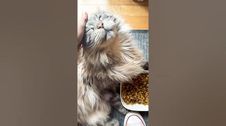 Video 7964581: fluffy polydactyl mainecoon cat, silver polydactyl mainecoon cat, big fluffy mainecoon cat, cute fluffy mainecoon cat, cat old