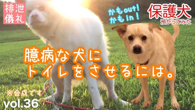 尻尾の付け根を撫でると尻尾が上がるシステム 犬 Shorts Youtube 尻尾の付け根を撫でると尻尾が上がるシステム 犬 Shorts Youtube