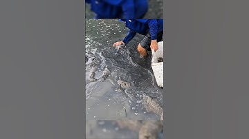 Crayfish | Cao Thủ Bắt Tôm Nhanh Như Chớp #shorts