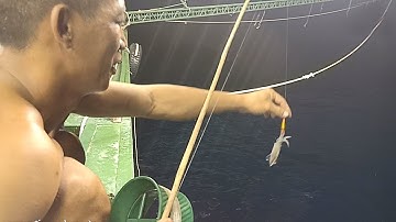Trải Nghiệm Câu Mực Đêm Ngoài Biển / Night Squid Fishing | #27