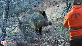 Adranelin ve heyecan dolu DENİZLİ yaban domuzu avı /Wild boar hunting