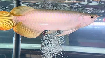 Em huyết long của cá cảnh Hồng Anh size 25 cm đoạt giải 5 tại cuộc thi indodragon 9/5/2025