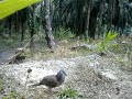 Amat Terkukur - Ada Kwn2 Kata Pikat Anguk Byk Tak Bole Berlaga. Kita Tgok Dulu Video Ni Dan Komen