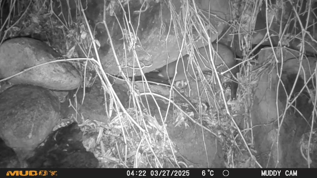 A Rat, a Raccoon & a Mink Share a Trout Carcass