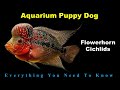 The Ultimate Pet Fish -  Flowerhorns | Keeping &amp; Caring
