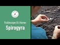Foldscope at Home: Pond - Spirogyra