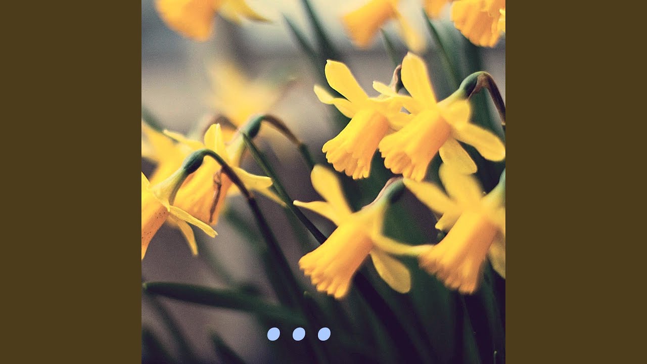 Obejrzyj daffodil w YouTube Obejrzyj daffodil w YouTube