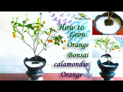 How to Grow Orange Bonsai | Calamondin Chinese Orange | Bonsai Trees for Beginners //GREEN PLANTS