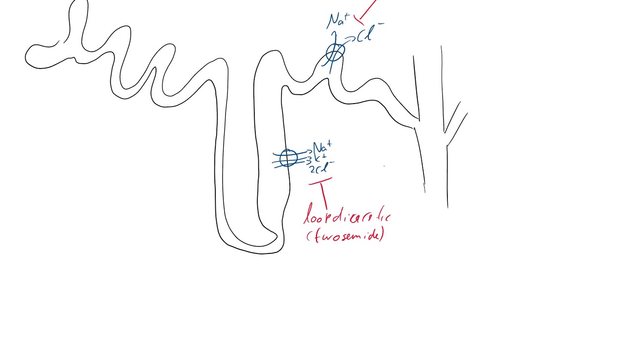 where do potassium sparing diuretics work