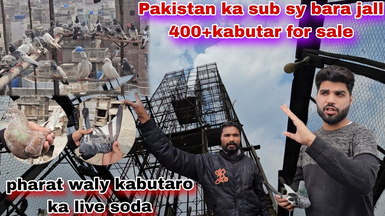 Pakistan ka sub sy bara jall 400+kabutar for sale pharat waly ka mela lut lo chama ka pegham 