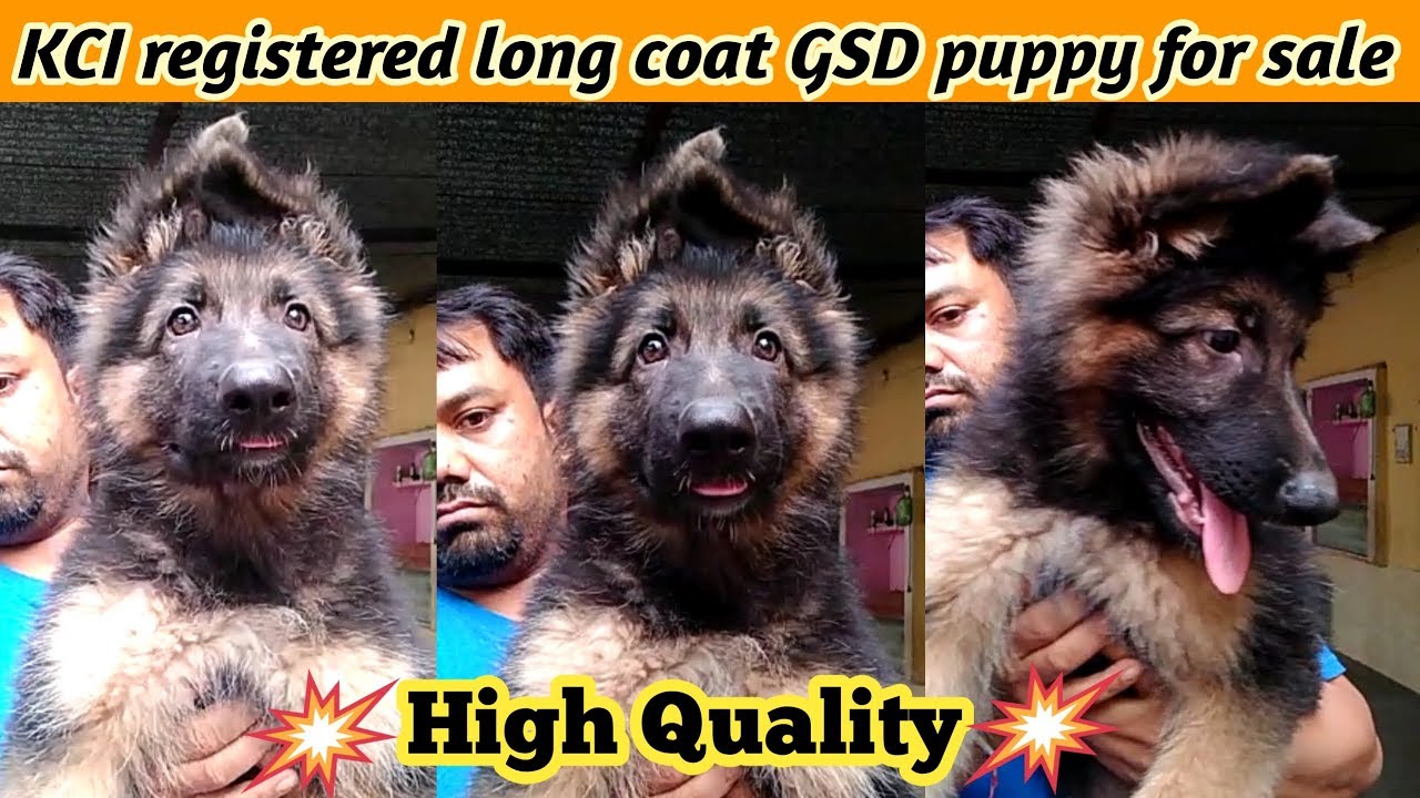 Kci Registered Long Coat German Shepherd Puppy For Sale Dog