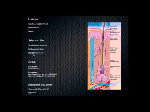 Video: Haarfollikel: Funktion, Anatomie Und Bedingungen