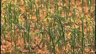 中国で60年ぶりの大干ばつ 穀物価格が暴騰