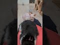 제가 전생에 고양이 이불 이였는지 모릅니다...#shorts