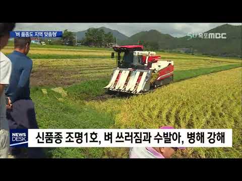 [목포MBC]벼도 지역맞춤시대..태풍도 끄덕없다