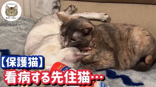 全く食べなくなった保護猫を看病する先住猫病院へ行った結果