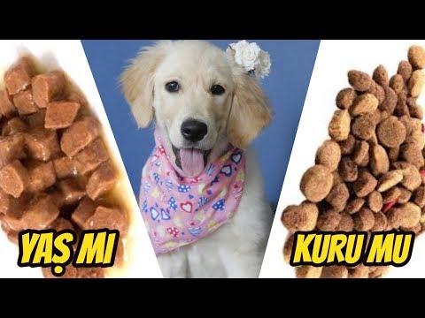 Video: GDO'suz Köpek Maması Normal Köpek Mamasından Daha Güvenli Mi?