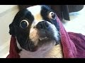 TRY NOT TO LAUGH-Funny Animals Fails Compilation 2016 (Part 12)